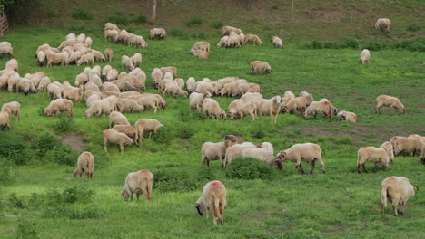 Gran-Rebaño-De-Ovejas-Domésticas-Pastando-En-Pastos-Escasos,-Rumania