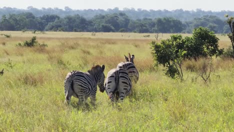 Seguimiento-De-Cebras-Pastando-En-El-Parque-Nacional-Kruger,-Sudáfrica