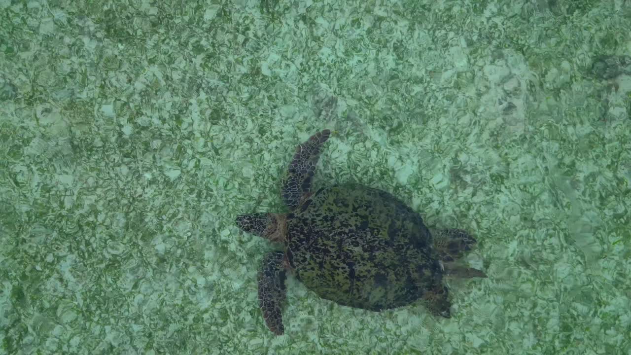 Grote zeeschildpad zwemt gracieus over een zanderige zeebodem in helder tropisch oceaanwater, wat het zeeleven en natuurbehoud vertegenwoordigt. Prachtige luchtopname van een dronevlucht