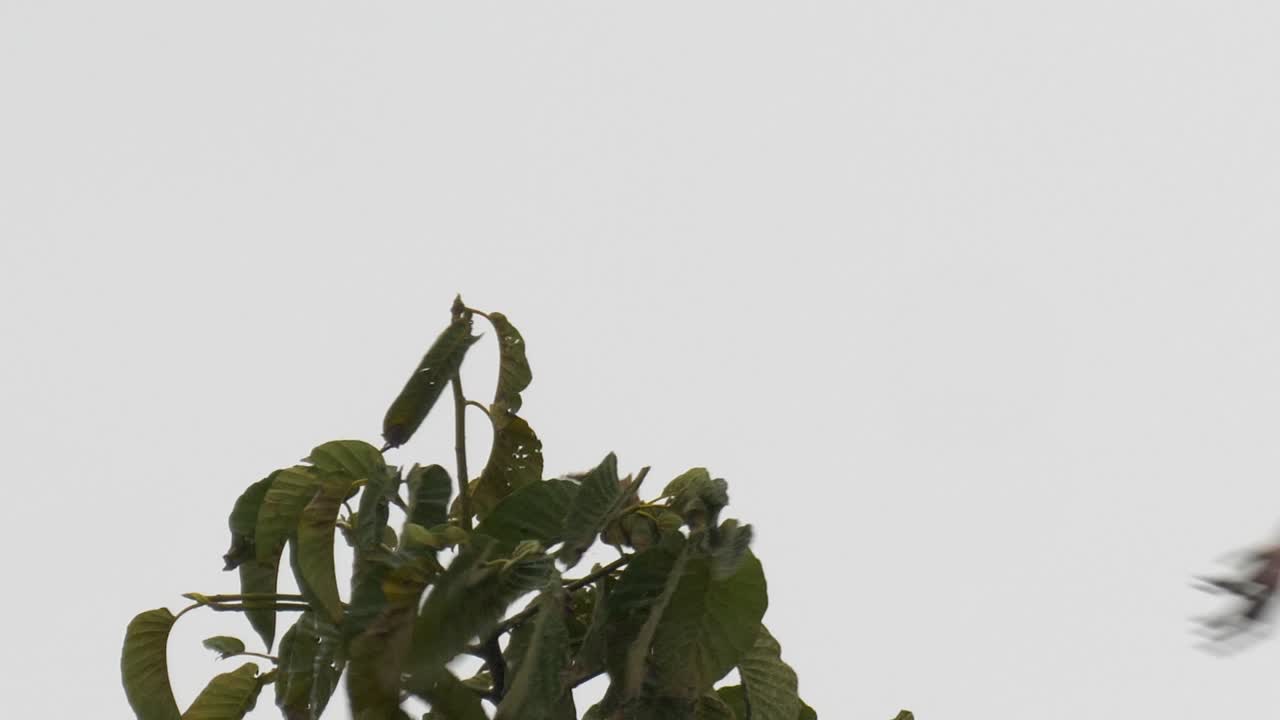 노란색 청구 황새가 나무에서 떨어져 슬로우 모션으로 날아가는 클로즈업 샷