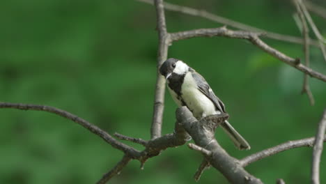 Un-Tit-Japonés-Macho-Sentado-En-La-Ramita-Luego-Voló-En-El-Bosque-En-Saitama,-Japón---Cerrar