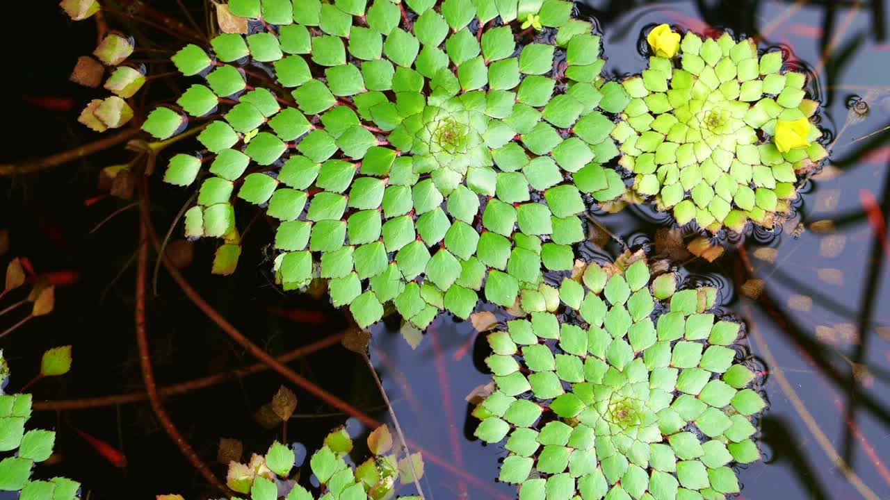 작은 물고기가 수영하는 연못에서 떠다니는 기하학적 수풀 잎의 아름다운 특별한 종의 4k
