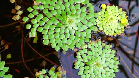 4k toma de hermosas especies especiales de lirios de agua geométricos hoja flotando en el estanque con peces pequeños nadando bajo