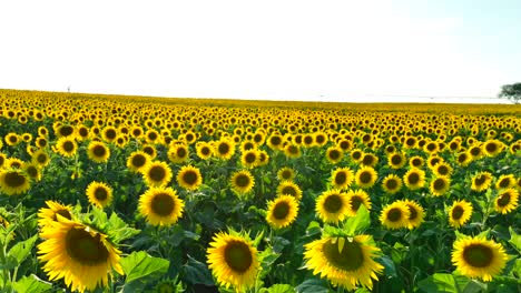 Gelbe-Sonnenblumen-In-Einem-Nie-Endenden-Feld-In-Amerika