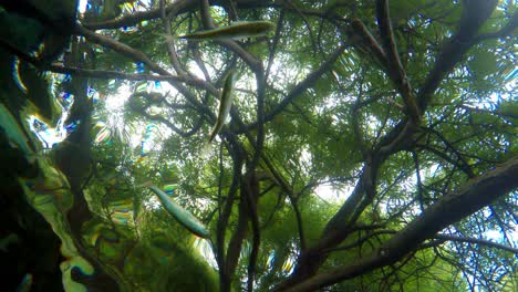 Fish-swimming-in-very-clear-and-transparent-shallow-water