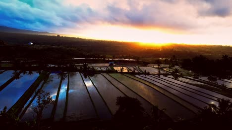 Mientras-El-Sol-Comienza-Su-Majestuoso-Ascenso,-Se-Desarrolla-Un-Espectáculo-Impresionante-En-La-Terraza-De-Arroz-De-Jatiluwih.