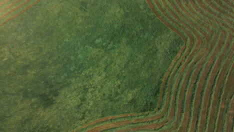 campo de granja verde exuberante con filas de franjas para el ensilado