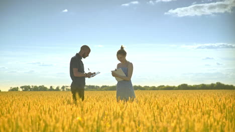 agro farmer researchers in golden wheat field. agriculture research