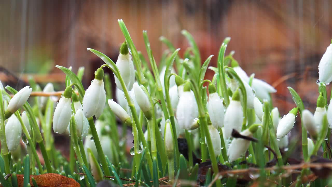 fotografía estática de cerca de una gota de nieve con una flor en forma de campana durante el tiempo lluvioso