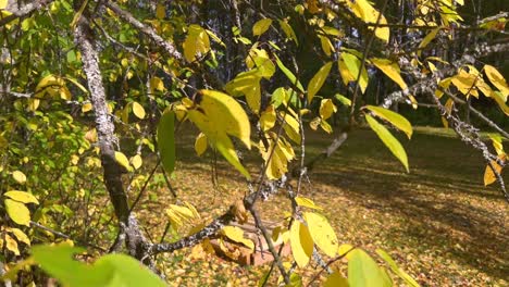 Coloridas-Hojas-De-Otoño