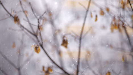 Fallender-Schnee-Und-Verblasste-Bäume-Im-Spätherbst