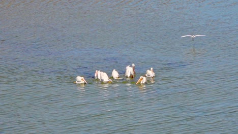 flock of pelicans swimming hunting or fishing on blue sea water for fish in san francisco bay area