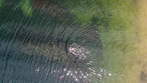 Aerial-top-view-drone-video-showcasing-a-crystal-clear,-emerald-green-lake-with-a-woman-swimming-in-it,-as-the-drone-gmakes-a-close-up-towards-the-serene-waters-in-Whiskeytown-Reservoir,-California