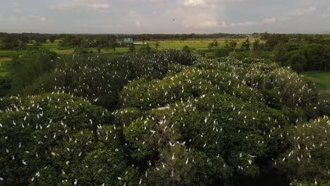 Aerial-view,-flock-of-egrets