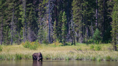moose foraging in a forest pond