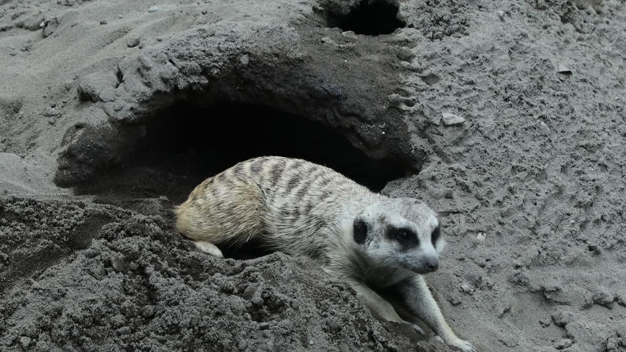Meerkat Standing Alert on Sand with Dug-Out Soil in Natural Environment