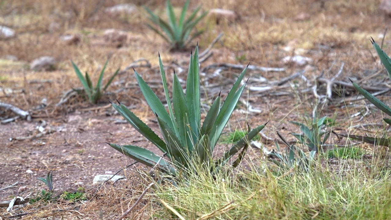 Primo piano di piante mature di agave blu coltivate in un tradizionale campo messicano, utilizzate nella produzione di tequila e mezcal. Le foglie spinose blu-verdi dell'agave risaltano su un paesaggio rurale.