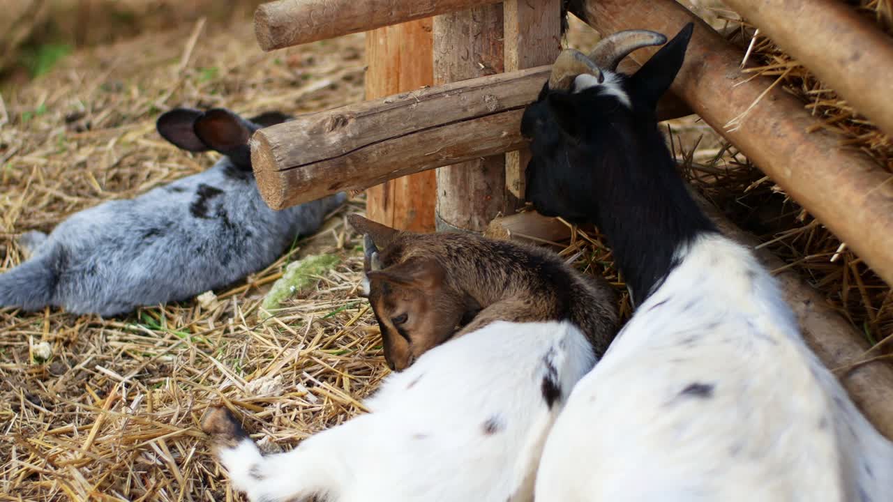 Una bella capra marrone mangia fieno nella fattoria. Allevamento di bestiame