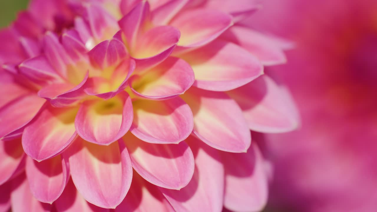 Macro shot pans across vibrant pink dahlia petals, soft background blur, natural daylight, shallow focus
