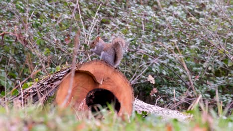 Ein-Wildes-Eichhörnchen-Im-Wald-Der-Ländlichen-Landschaft-In-Somerset,-England,-Sitzt-Auf-Einem-Umgestürzten-Baumstamm-Und-Isst-Eine-Nuss