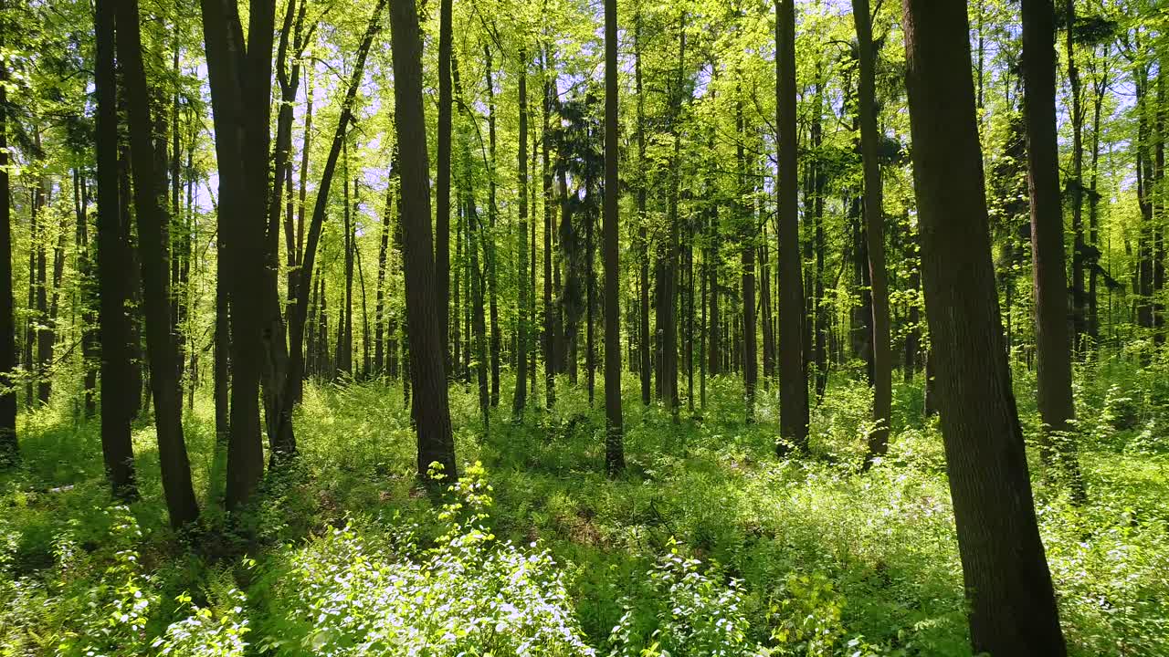 Volare tra gli alberi nella foresta primaverile