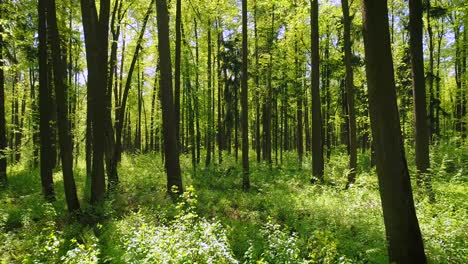 flying between the trees in the spring forest.