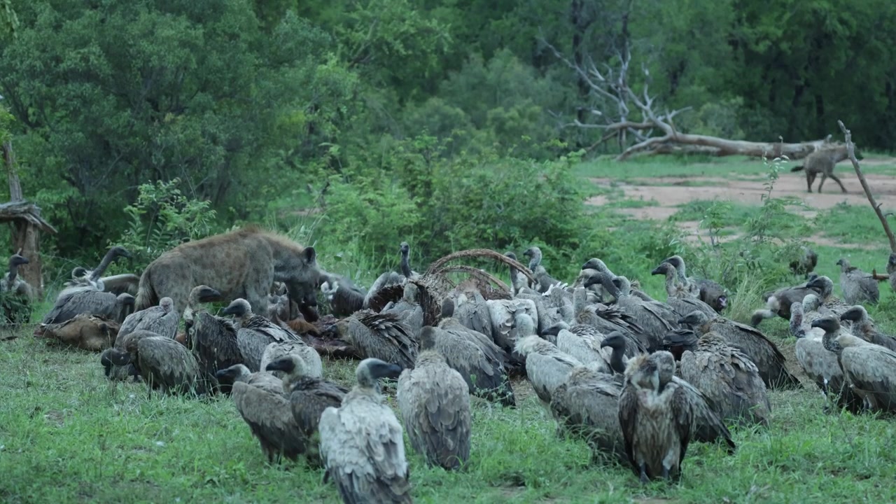 Una iena maculata che si nutre di una carcassa di giraffa mentre è circondata da avvoltoi dorsobianco, Parco Nazionale Kruger.