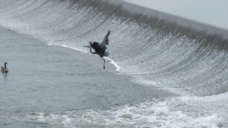 Gran-Pájaro-Volando-Lejos-De-Su-Rebaño-Flotando-En-El-Arroyo