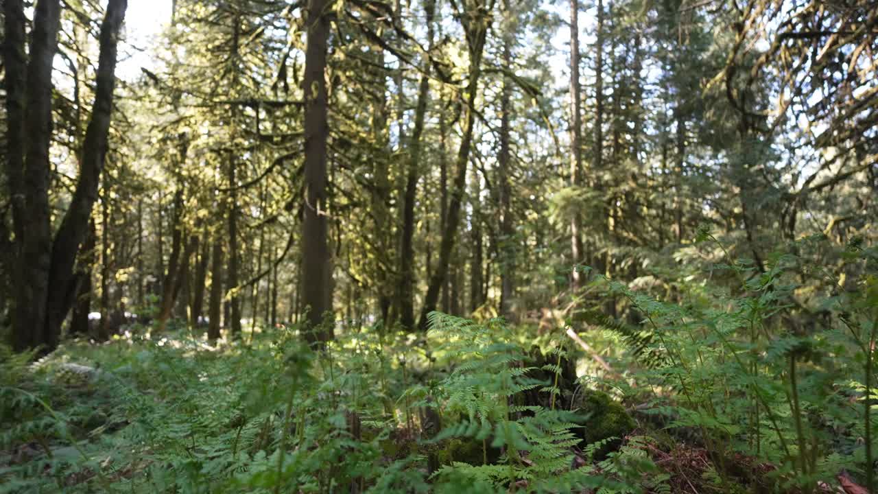 Luce solare che illumina felci e conifere muschiose sul vibrante suolo di una foresta