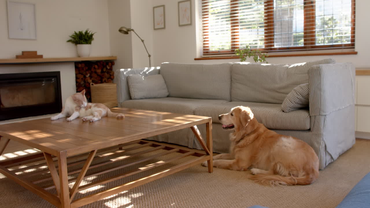 Golden retriever and cat relaxing in cozy living room with sunlight streaming in, at home