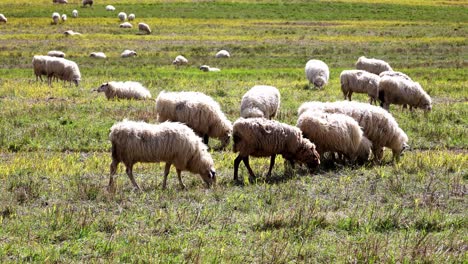 A-herd-of-sheep-grazing-in-a-field