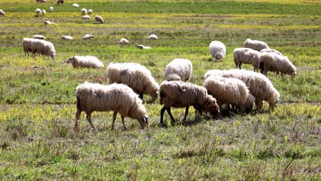 a herd of sheep grazing in a field
