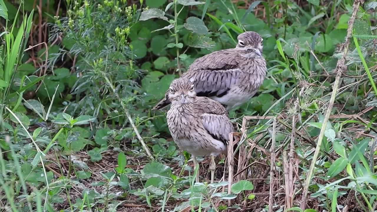 Pair of drowsy Stone-curlews stands in undergrowth of bush, zoom out