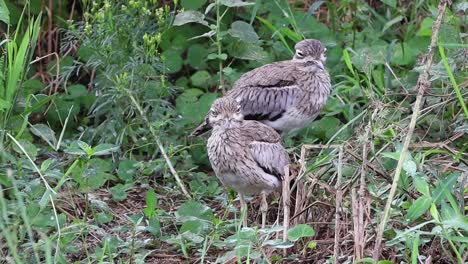 pair of drowsy stone-curlews stands in undergrowth of bush, zoom out