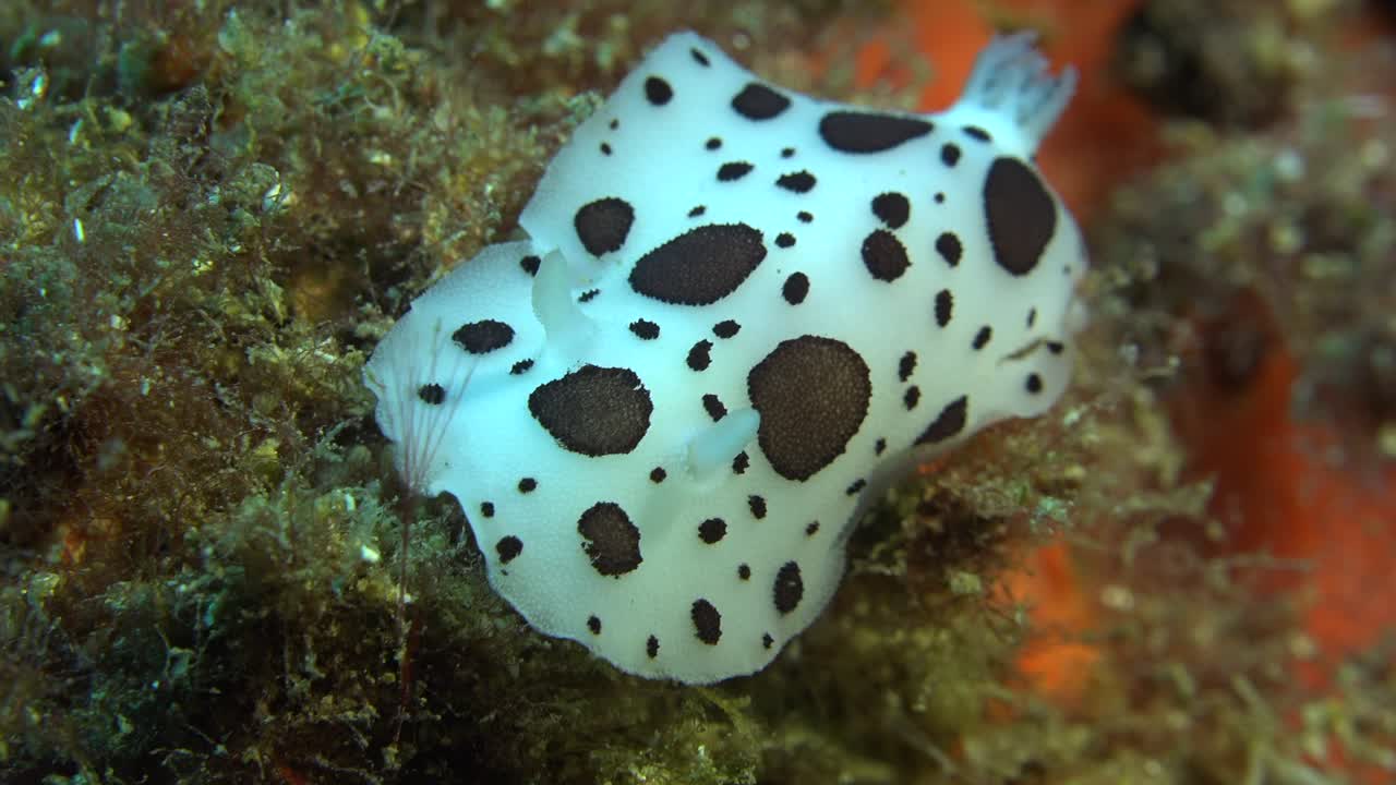Peltodoris Nudibranch close up in Mediterranean Sea