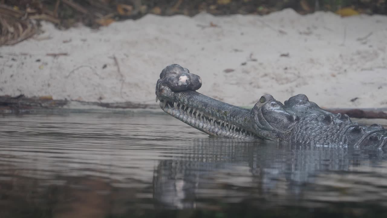 Gaviale a riposo con la testa fuori dall'acqua nel fiume