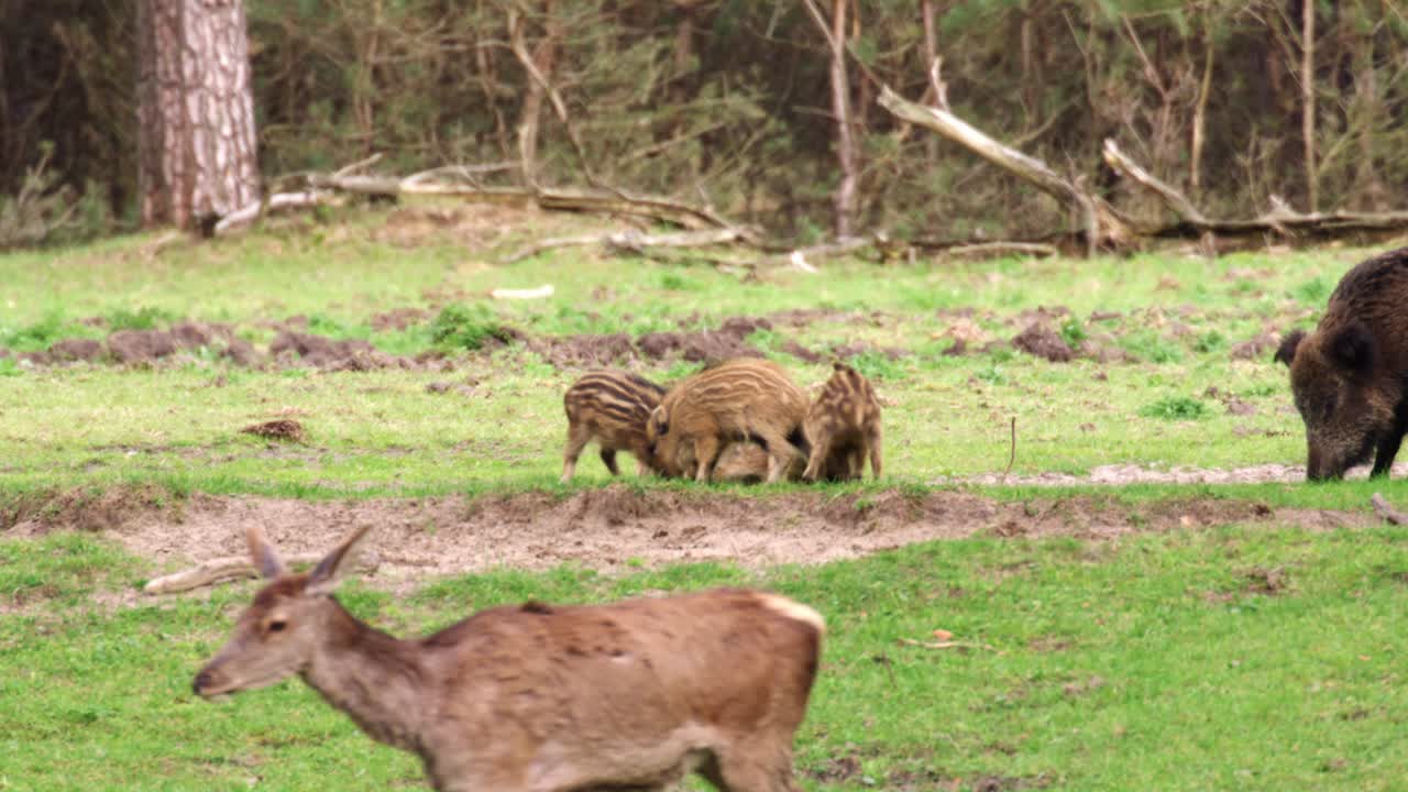 숲 속 의 돼지 가족