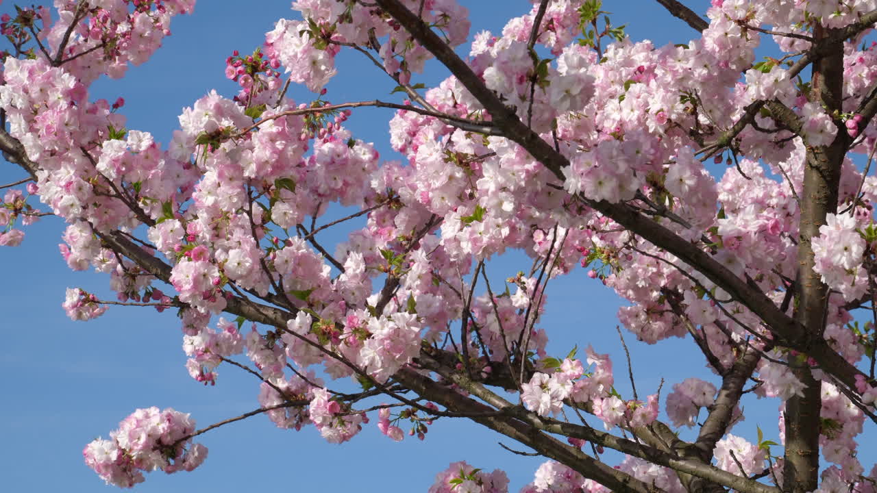 vibrantes flores de cerezo en plena floración, balanceándose suavemente contra un claro cielo azul de primavera