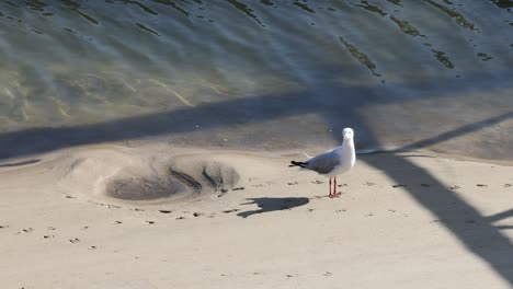 seagull walks by water on a sunny beach