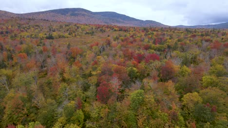 Nature-Scene---Untouched-Forest-Landscape-with-beautiful-Autumn-Foliage