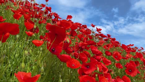 wild poppies natural red flowers in field slow motion gimbal move