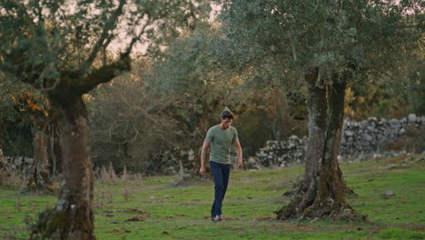 serious farmer walking olive plantation. man checking harvest basket vertical