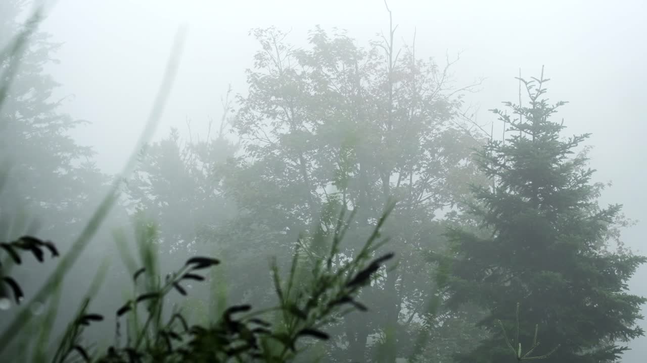Beautiful view of an ethereal moody mountain trees seen through mystic clouds and fog with green bush on the foreground