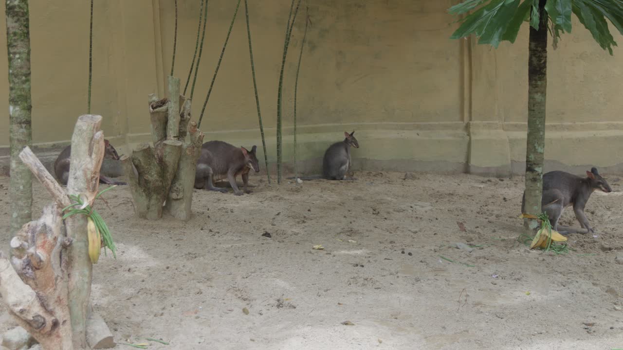 Gruppo di wallaby dal collo rosso nel loro recinto allo zoo