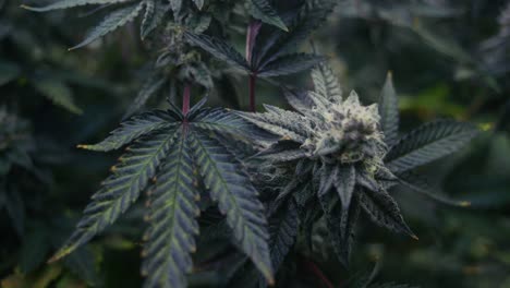 close-up of cannabis plant