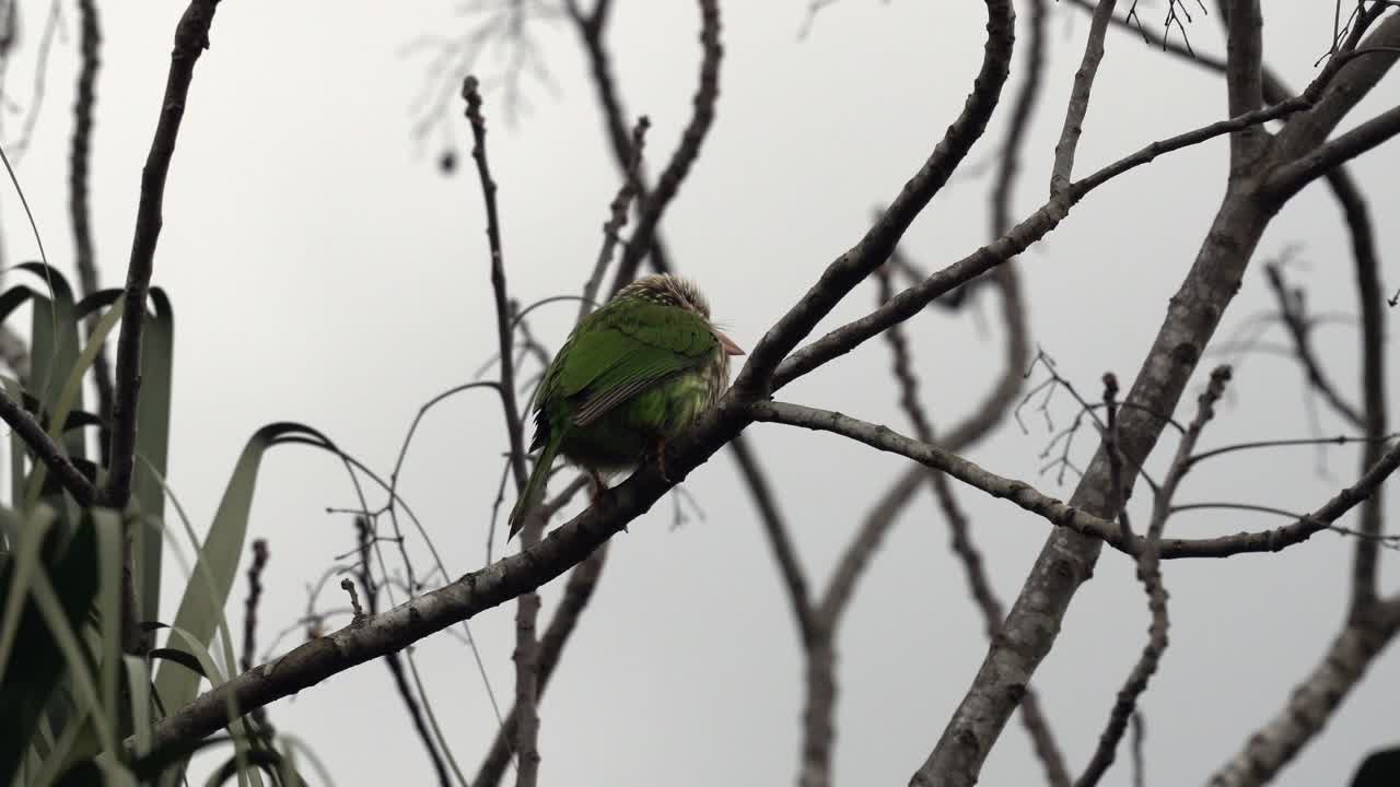 un barbet posado en un árbol contra un cielo blanco