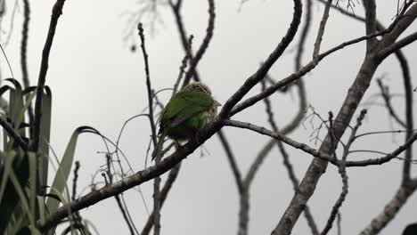 A barbet perched in a tree against a white sky