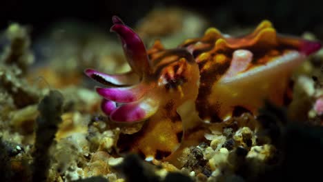 new born juvenile baby flamboyant cuttlefish 4k 25fps lembeh indonesia