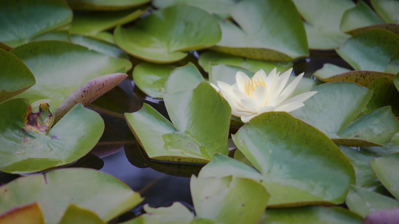 Flor de lótus branca e nenúfar