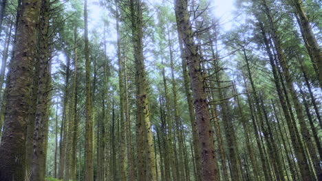 pine trees in english forest showing trunks and treetops with slow pan on summer day